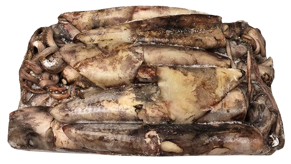 Tintenfisch ganz.png