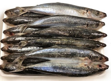 Fisch Stachelmakrele 8-10 10x1kg