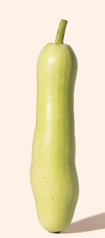 Flaschenkürbis Dudhi frisch 1kg