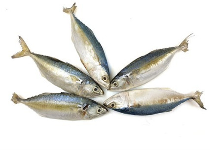 Indische Makrele ganz 6-8 JONA 10x1kg