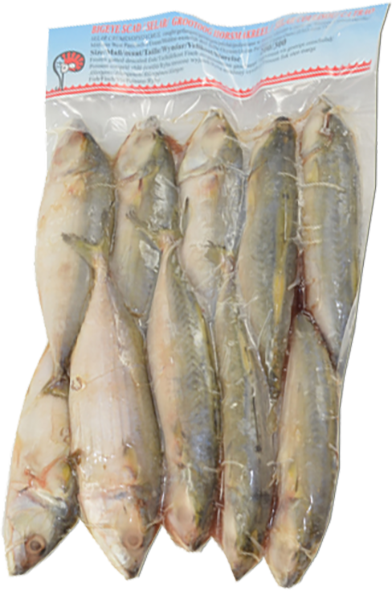 Fisch Schildmakrele 10-16 MOOIJER 10x1kg