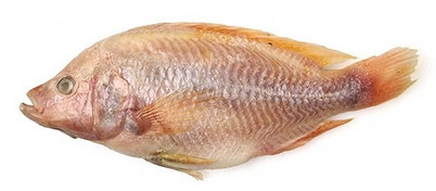 Tilapia rot 800g+ gefroren MOOIJER 10kg